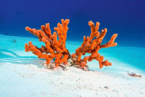 Fire Sponge (Latrunculia magnifica)