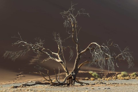 Dead tree against a sand dune in the Tsauchab Valley