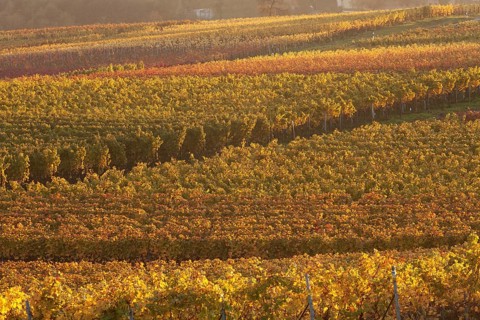 Vineyards in the evening light in autumn