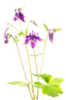European Columbine (Aquilegia vulgaris)