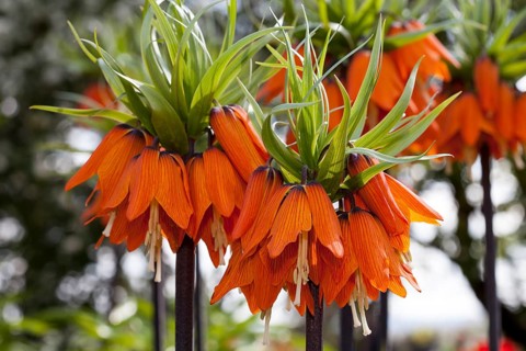 Crown imperials (Fritillaria imperialis)