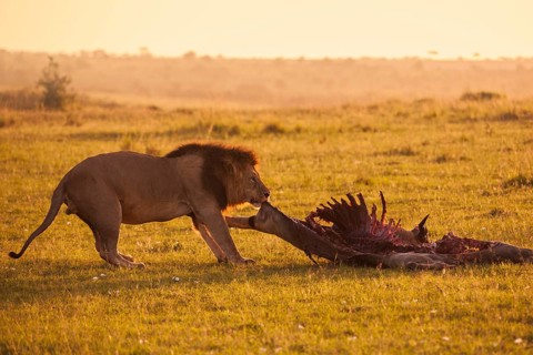 Male Lion (Panthera leo) with skeleton