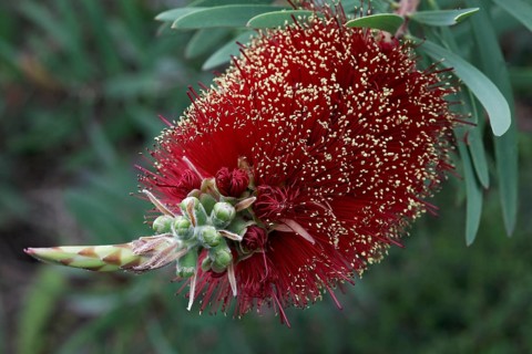 Bottlebrush (Callistemon speciosus)