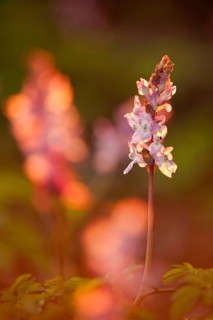 Pink-coloured Hollowroot (Corydalis cava) in the evening light