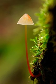 Saffrondrop Bonnet (Mycena crocata)