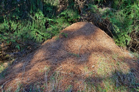 Anthill of the Big Red Wood Ant (Formica rufa)
