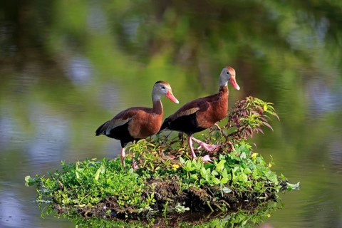 Two Black-bellied Whistling Ducks (Dendrocygna autumnalis)
