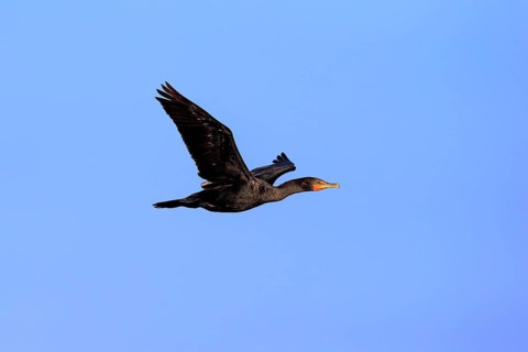 Double-crested Cormorant (Phalacrocorax auritus)