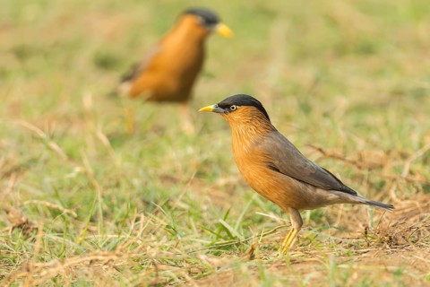 Brahminy Starling (Sturnia pagodarum)