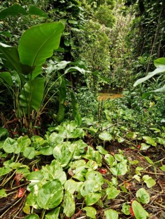 Vegetation