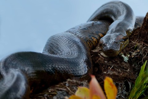 A large Anaconda or Green Anaconda (Eunectes murinus)