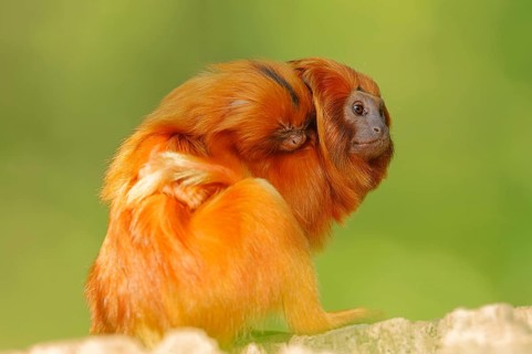 Golden Lion Tamarins (Leontopithecus rosalia)