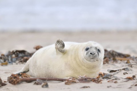 Grey Seal (Halichoerus grypus)