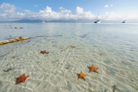 Starfish in the crystal clear water of the Cayos Los Grullos island