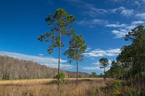 The wet prairie area of the National Audubon Society's Corkscrew Swamp Sanctuary