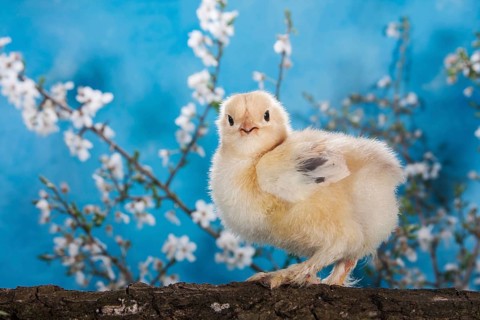 Domestic fowl chick