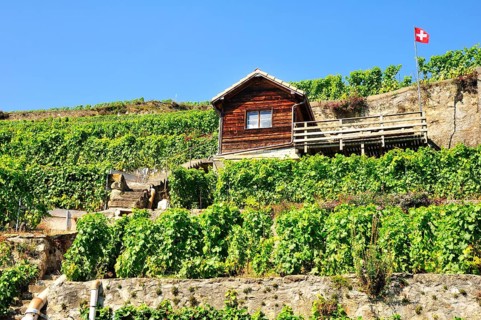 Wine house in a vineyard