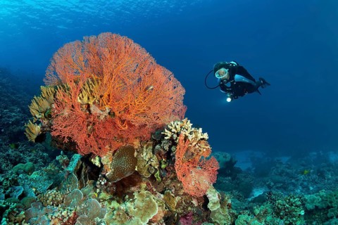 Knotted Fan Coral (Melithaea-ochracea)