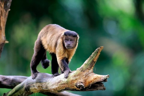 Brown Capuchin or Tufted Capuchin (Cebus apella)