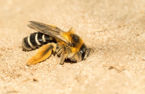 Pantalon bee (Dasypoda hirtipes)