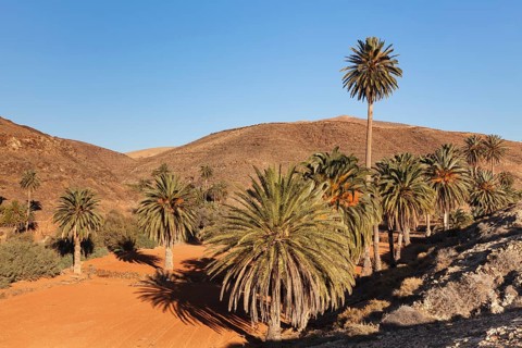 Palms trees
