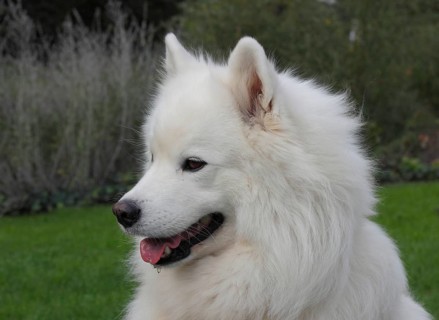 Samoyed dog