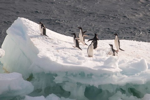 Adelie Penguins (Pygoscelis adeliae) standing on an ice floe