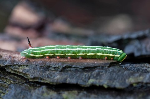 Pine Hawkmoth (Sphinx pinastri)