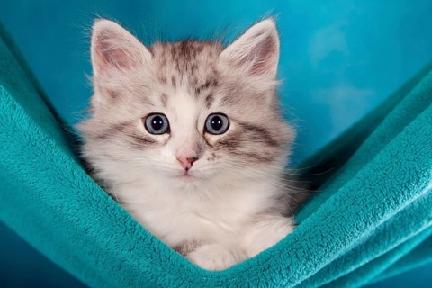 Siberian or Siberian Forest Cat