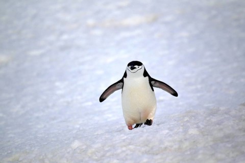 Chinstrap Penguin (Pygoscelis antarctica)