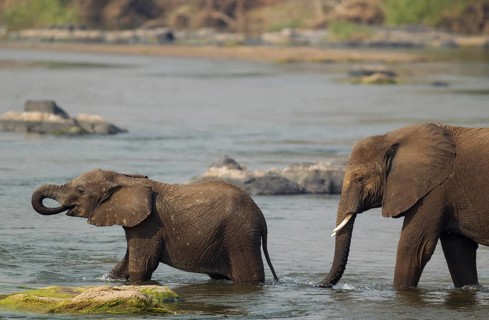 African Elephants (Loxodonta africana)