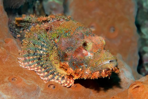 Tassled Scorpionfish (Scorpaenopsis oxycephala) resting on a sponge