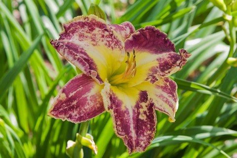 Purple and yellow hybrid daylily (Hemerocallis)