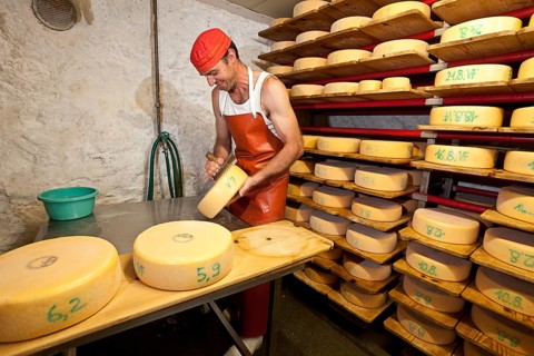Dairyman washing the cheese wheels which are stacked in his cheese cellar in brine daily