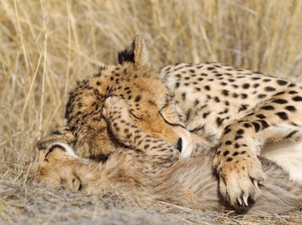 Cheetah (Acinonyx jubatus)