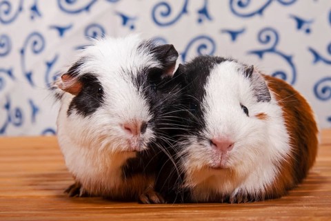 American Crested Guinea Pig and a Smooth Guinea Pig