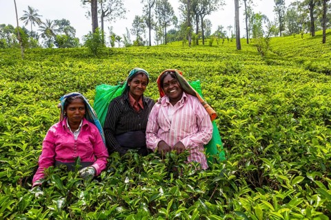 Tea pickers