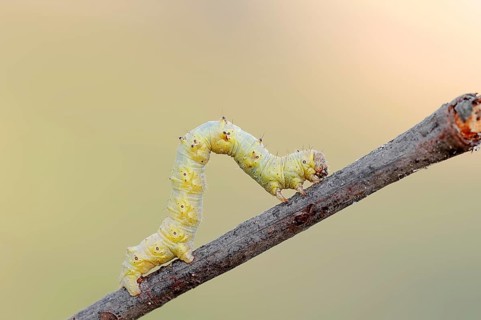 Caterpillar