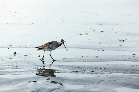 Greenshank (Tringa nebularia) on the beach