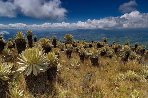Frailejon or Fraylejon (Espeletia pycnophylla) plants in the paramo landscape