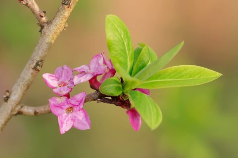 Mezereon (Daphne mezereum)