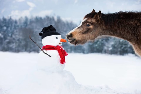 Welsh Mountain Pony eating carrot nose of a snowman
