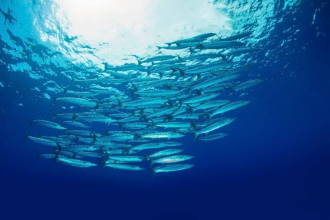 School of Blackfin Barracuda (Sphyraena qenie)