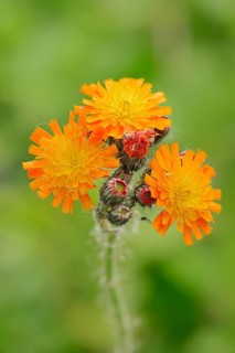 Fox-and-cubs or Orange Hawkweed (Hieracium aurantiacum)