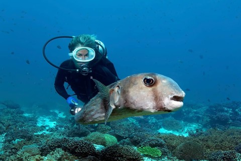 Diver watching Spotfin burrfish (Chilomycterus reticulatus) over a coral reef