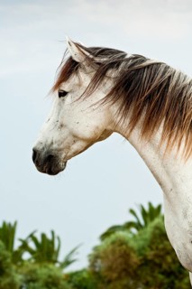 Lusitano horse