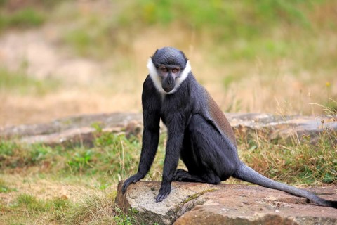 L'Hoest's Monkey (Cercopithecus lhoesti)
