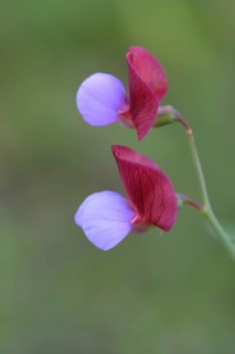 Spanish Vetchling (Lathyrus clymenum)