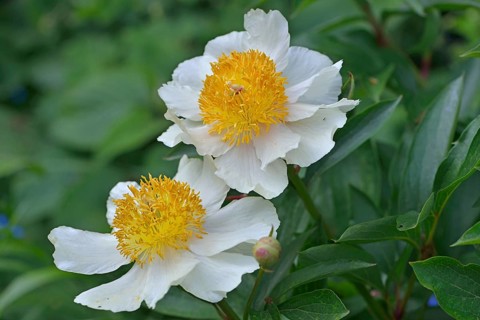Peony (Paeonia hybrids 'Claire de Lune')