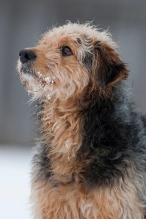 Bosnian Coarse-haired Hound